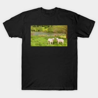 Spring lambs, Cotswolds T-Shirt